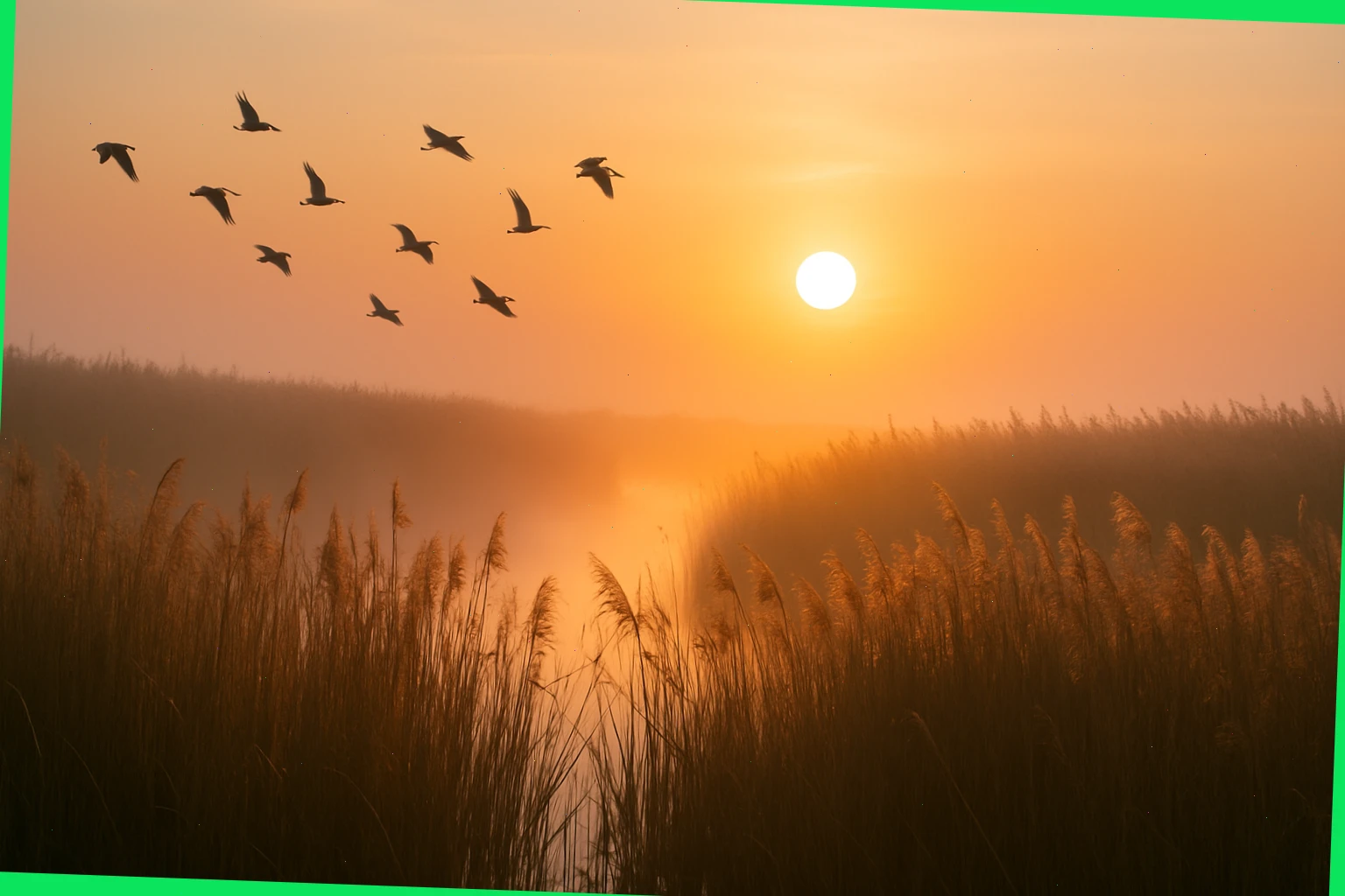 Sunrise over reedbeds with birds in flight